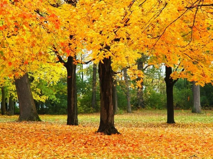 Wisconsin-Fall-Colors-728x546.jpg